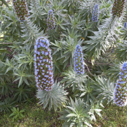 Echium fastuosum