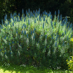 Echium fastuosum