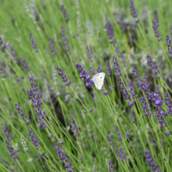 Lavandula intermedia Grosso