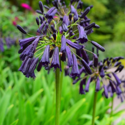 Agapanthus inapertus ‘Black Magic’