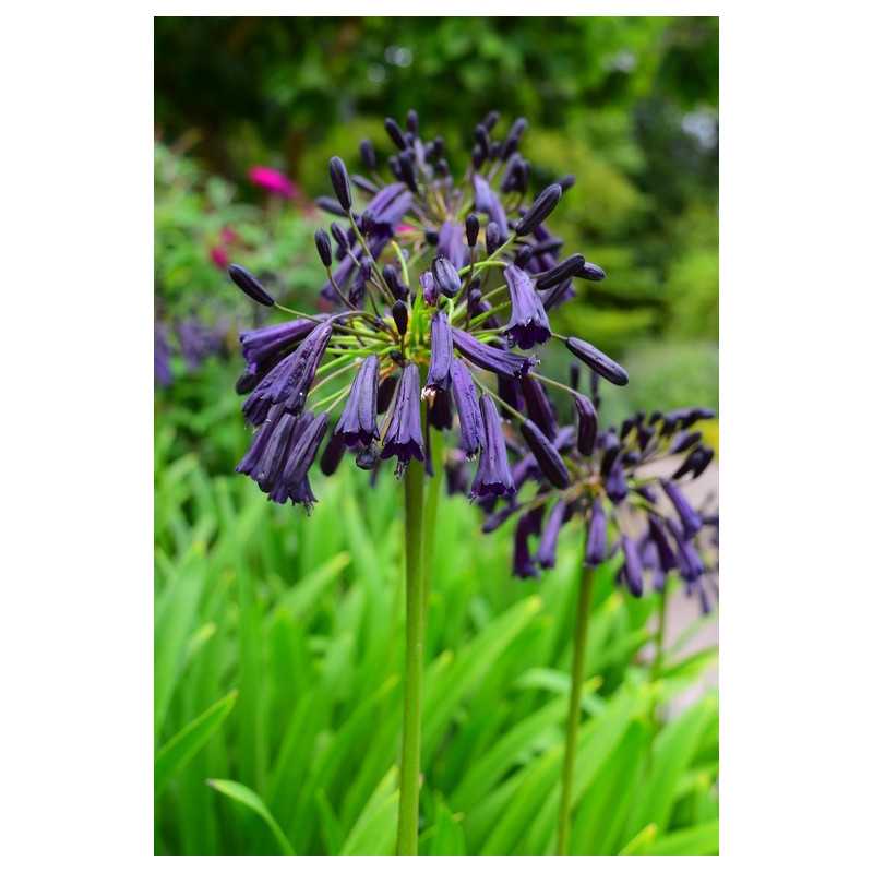 Agapanthus inapertus ‘Black Magic’