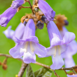 Paulownia fortunei April light