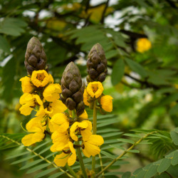 Cassia didymobotrya