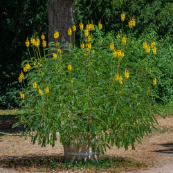 Cassia didymobotrya