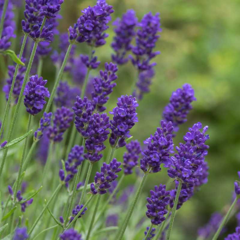 Lavandula Angustifolia ‘anna 0986