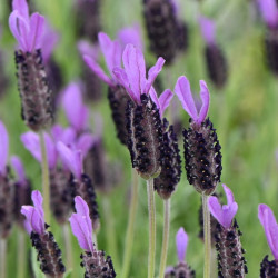 Lavandula stoechas Fantasia 'Early Purple'