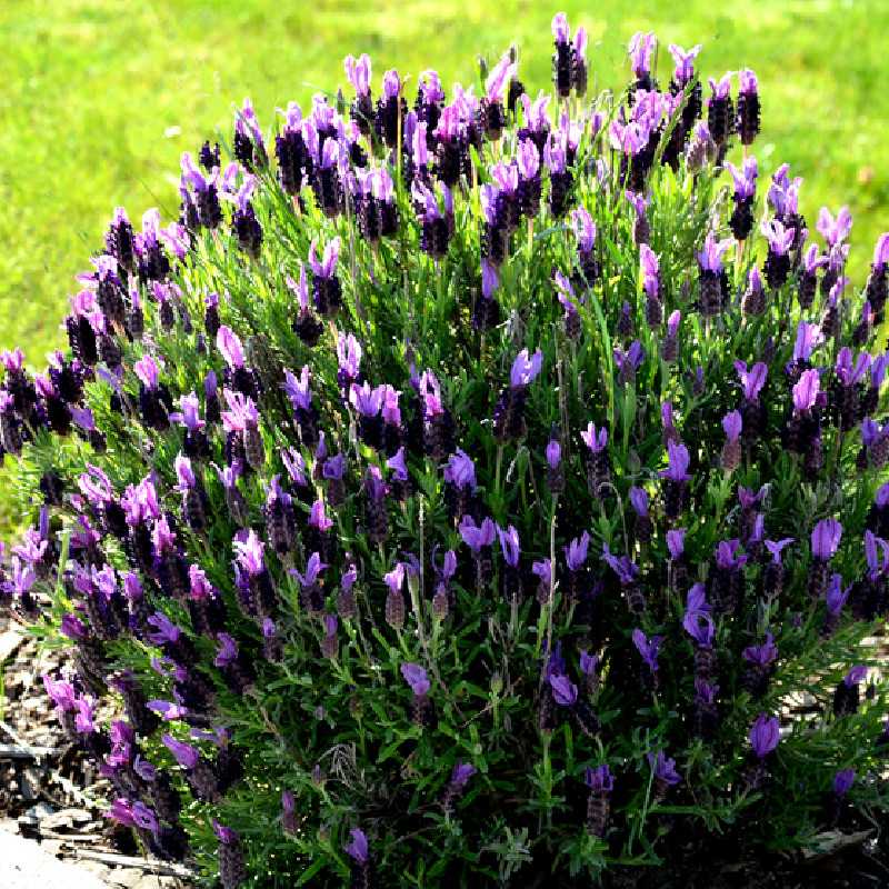 Lavandula stoechas Fantasia 'Early Purple'