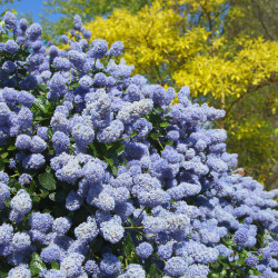 Ceanothus thyrsiflorus ‘Skylark