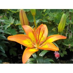 Lilium ‘Spark‘ - FantAsiatic®