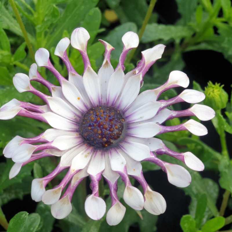 Osteospermum ‘Philipp’ - Sunny®