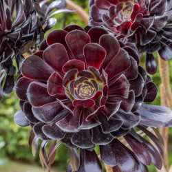 Aeonium arboreum ‘Zwartkop‘