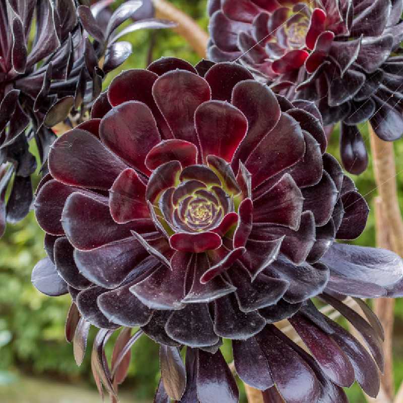 Aeonium arboreum ‘Zwartkop‘