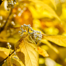 Callicarpa bodinieri Magical Snow Star