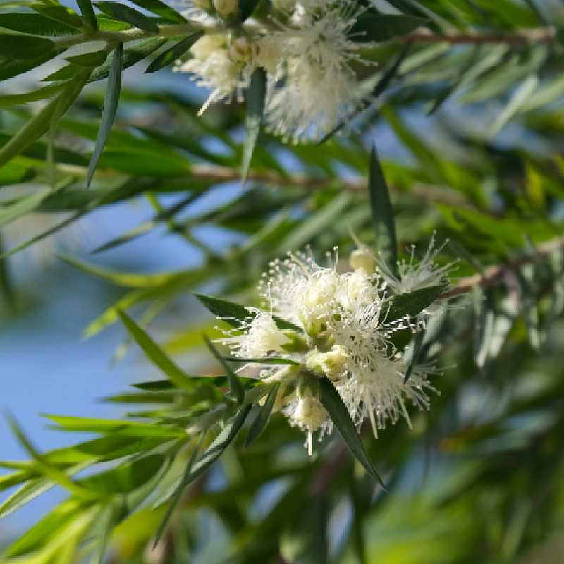 Callistemon salignus