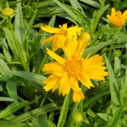 Coreopsis grandiflora 'Double the Sun' - Coréopsis à grandes fleurs doubles