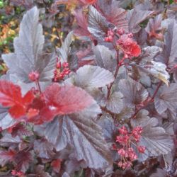 Physocarpus opulifolius ‘Lady in Red