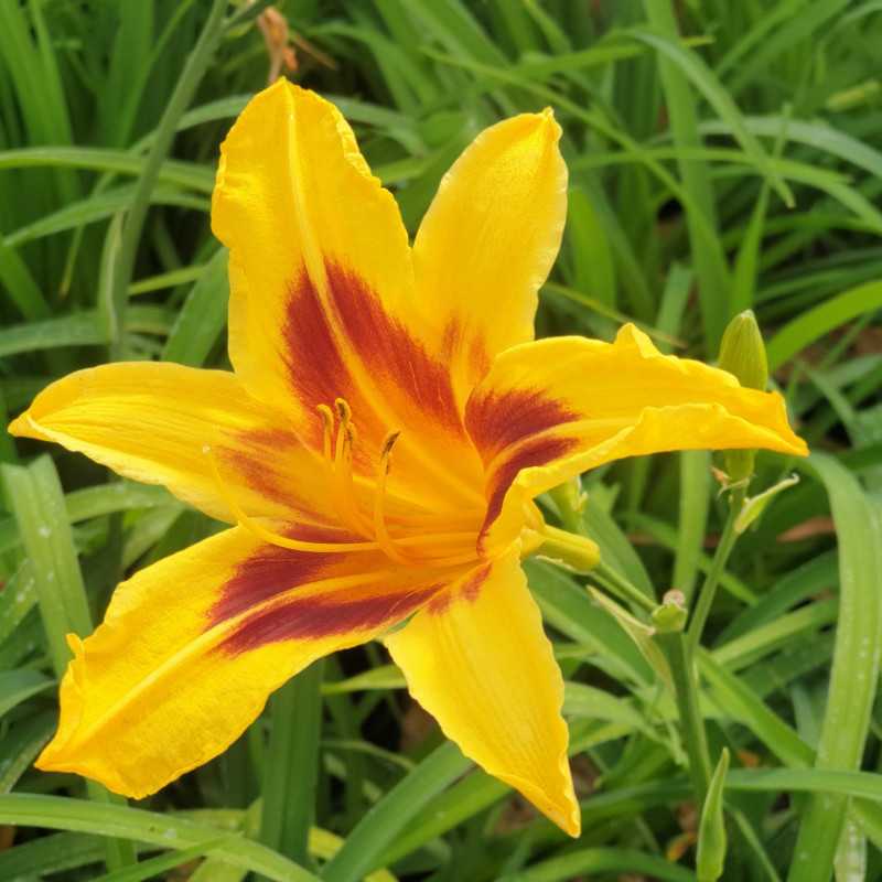 Hemerocallis ‘Bonanza‘