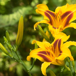 Hemerocallis ‘Bonanza‘ - Lis d'un jour