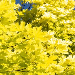 Acer platanoides Princeton Gold