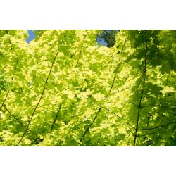 Acer platanoides Princeton Gold