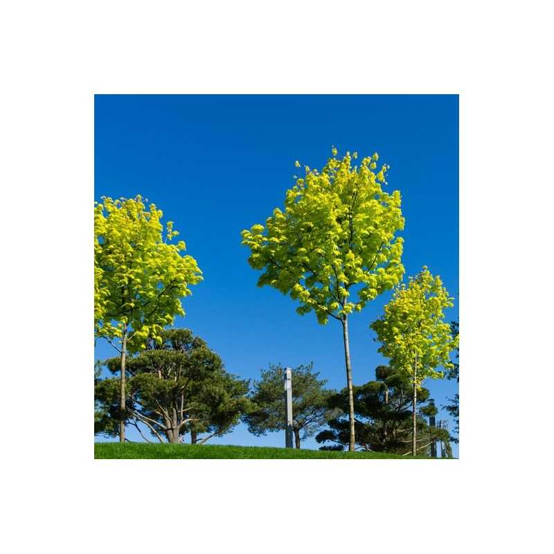 Acer platanoides Princeton Gold