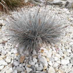 Festuca glauca ‘Elijah Blue’