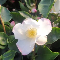 Camellia sasanqua ‘Yoimachi’