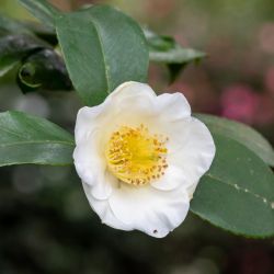 Camellia sinensis 