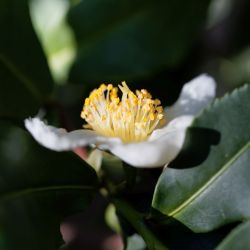 Camellia sinensis 