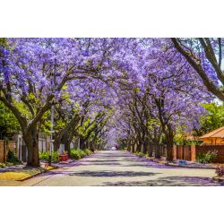 Jacaranda mimosifolia