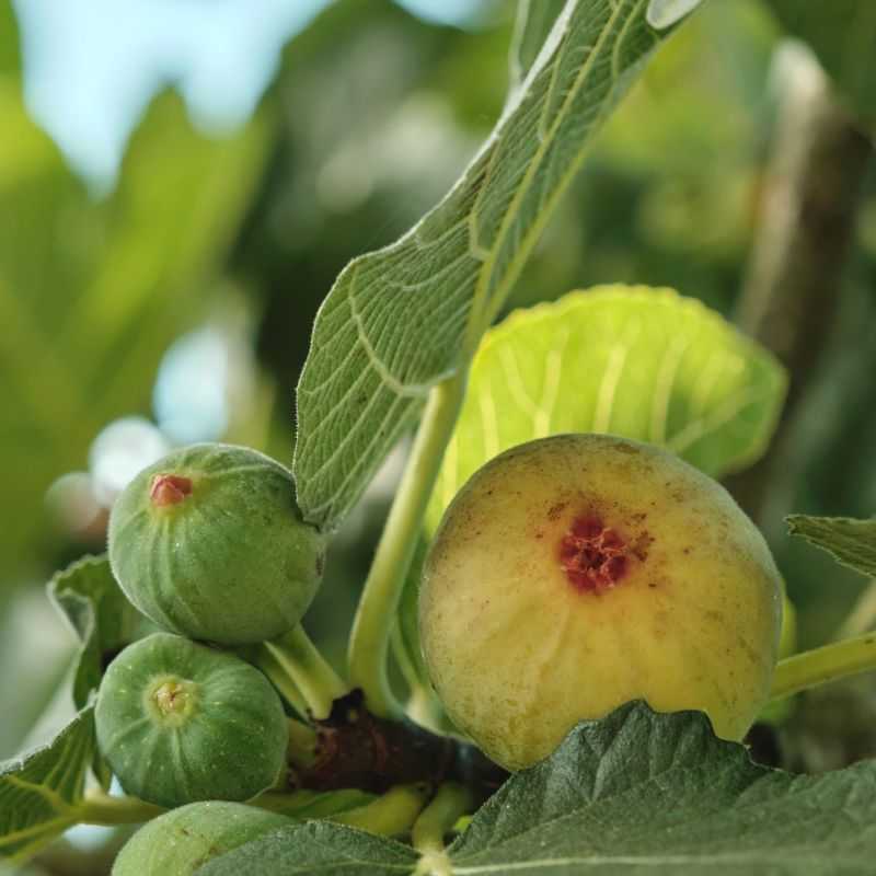 Ficus carica ‘Francesca‘