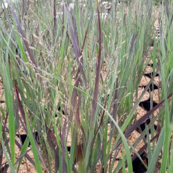 Panicum virgatum ‘Purple Breeze‘