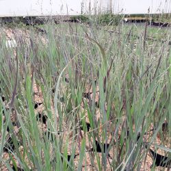 Panicum virgatum ‘Purple Breeze‘