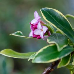 Daphne odora ‘Aureomarginata’