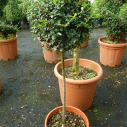 Ligustrum jonandrum (delavayanum) - Troène du Yunnan