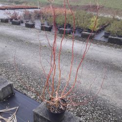 Salix tortuosa ‘Orange’