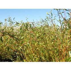 Salix tortuosa ‘Orange’