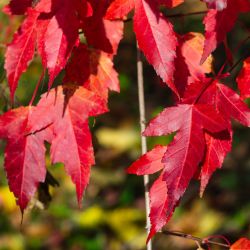 Acer tataricum ginnala