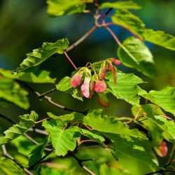 Acer tataricum ginnala