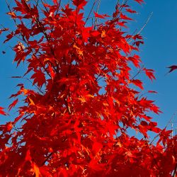 Acer tataricum ginnala