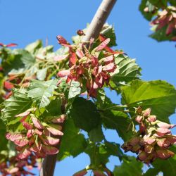 Acer tataricum ginnala