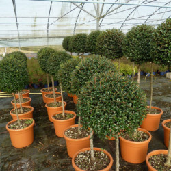 Ligustrum jonandrum (delavayanum) - Troène du Yunnan