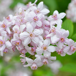 Deutzia hybrida Mont Rose