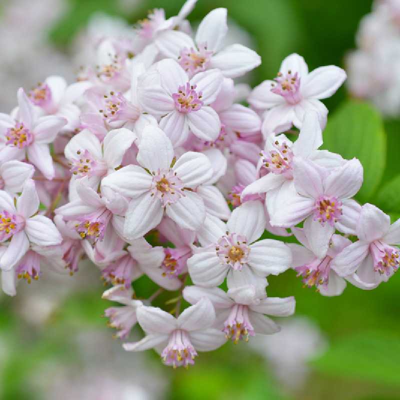 Deutzia hybrida Mont Rose