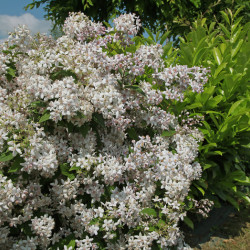 Deutzia hybrida Mont Rose