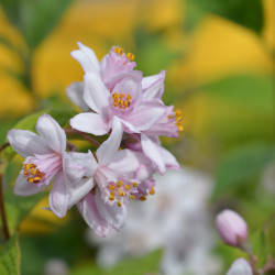 Deutzia hybrida Mont Rose