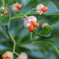 Euonymus japonicus