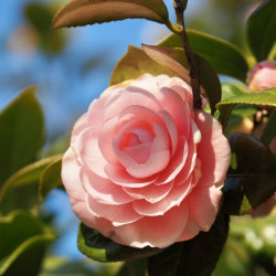 Camellia japonica Il Tramonto