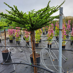 Cedrus atlantica 'Compacta'