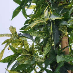 Liquidambar styraciflua ‘Variegata’